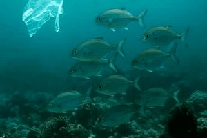 ارزآوری ۸۵ میلیون‌ دلاری از صادرات شیلات در چهارمحال و بختیاری