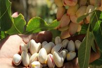 شروع برداشت پسته از باغات شهرستان نیشابور