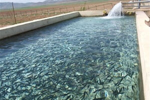 پایش مستمر مزارع پرورش ماهی در استان اردبیل با هدف ایجاد بانک اطلاعاتی