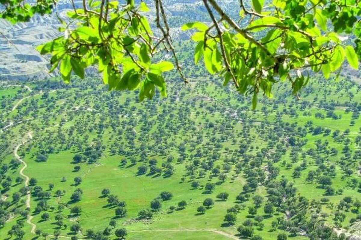 بلوط ایلام