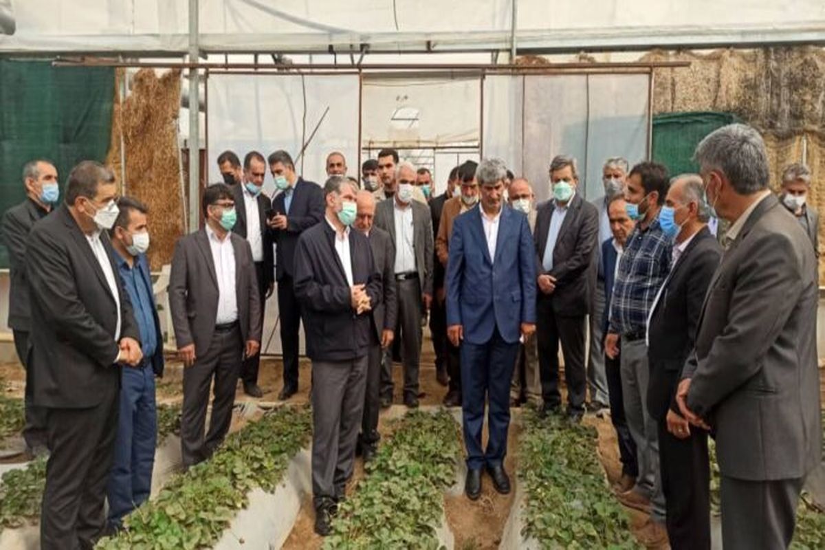بازدید وزیر جهاد و کشاورزی از گلخانه های باغملک