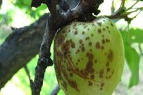 وجود 10 واحد قرنطینه نباتی و کنترل آفات /کنترل بیماری آتشک و مگس میوه در باغات استان اصفهان 