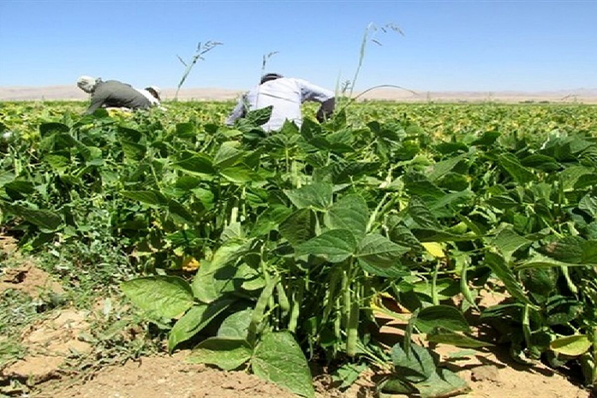 برداشت لوبیا