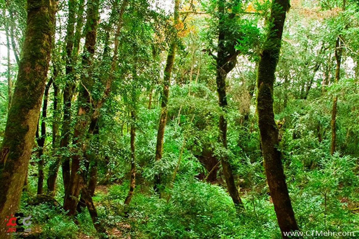 شمشاد سی سنگان