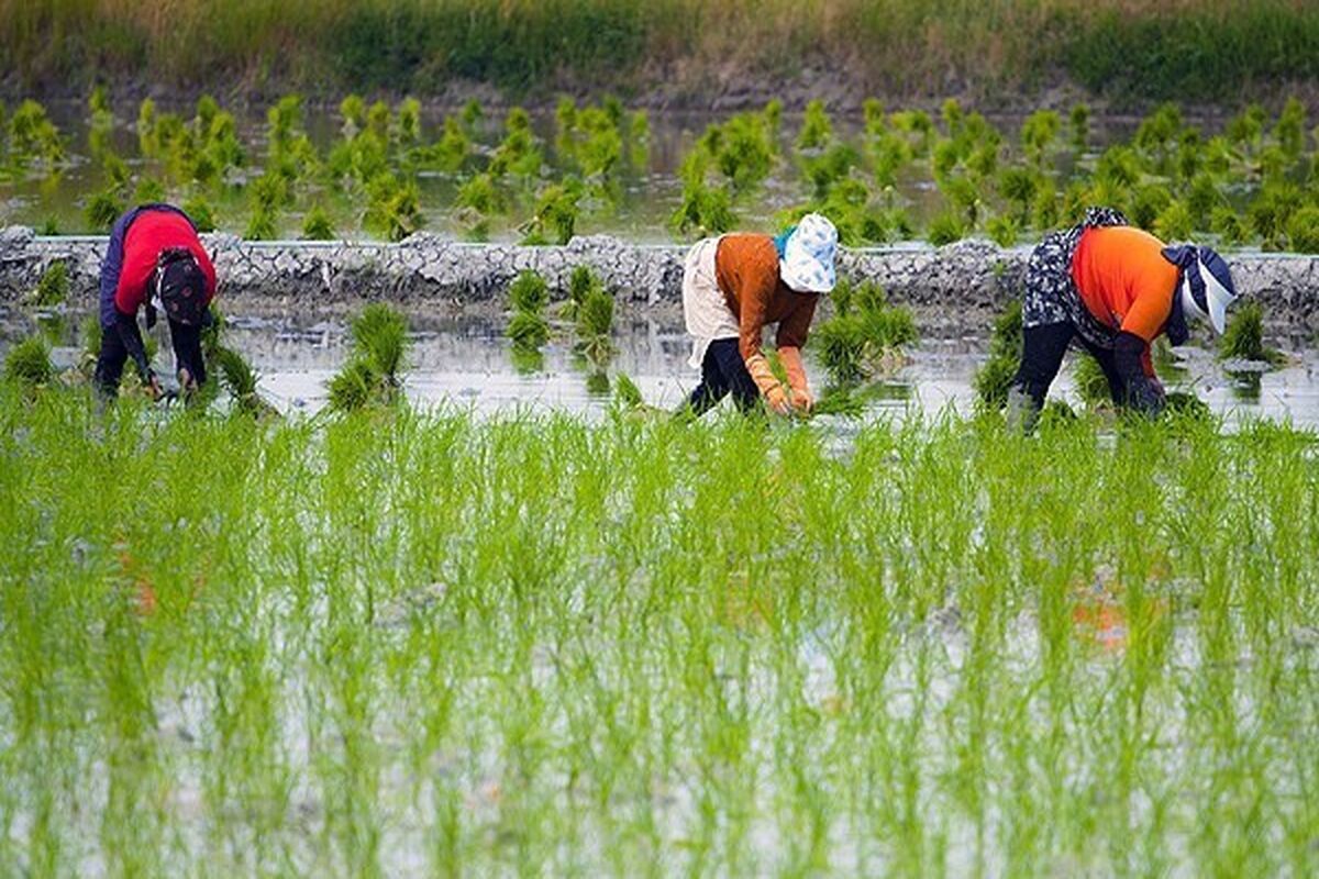 کشت دوم برنج