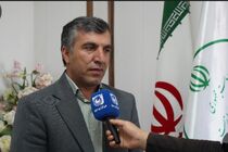 حفاظت از گونه‌های در خطر انقراض؛ گوزن زرد ایرانی زیر نظارت دقیق محیط زیست ایلام
