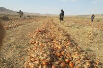 وقتی قیمت پیاز اشک همه را در آورد/  وعده 10 روزه برای کاهش قیمت