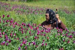 ۱۸۰۰ تن گل گاوزبان در رودسر برداشت شد