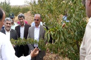 محصولات باغات دالاهو شهرت جهانی دارند