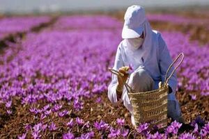 برداشت ۱۵ کیلوگرم زعفران در ابرکوه پیش بینی می شود