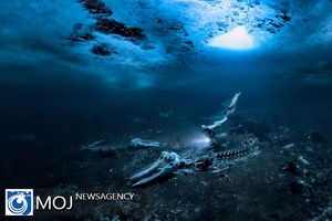 دنیای زیر آب