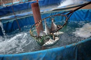 برگزاری نمایشگاه بین المللی شیلات، آبزی پروری و صنایع وابسته شیلاتی