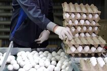 صادرات ۴ هزار تن تخم‌مرغ از خراسان رضوی؛ گام بزرگی در جهت ارزآوری و خودکفایی