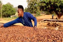 کاکائو دو برابر گران شد