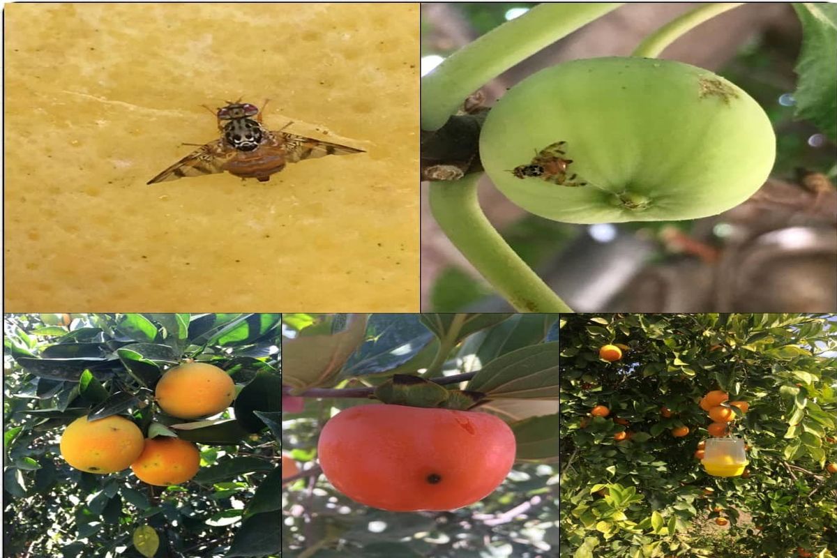 مگس میوه ترانه ای