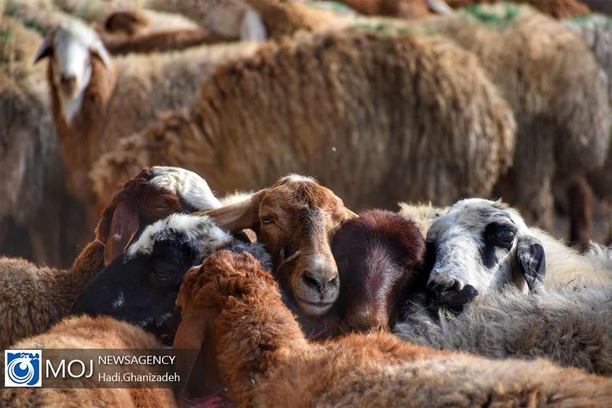 بازار عرضه بهداشتی دام در اردبیل