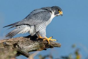 تنوع بالای گیاهی و جانوری در قم یک ارزش است