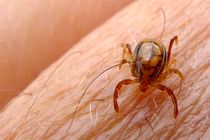 با مشاهده علائم سرماخوردگی بعد از عید قربان به پزشک مراجعه کنید