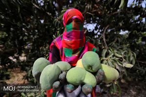 آغاز برداشت انبه در میناب