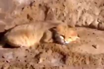 مشاهده یک گربه شنی برای نخستین بار در قم