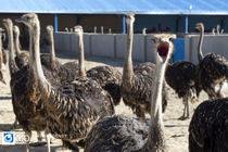 بازدید اصحاب رسانه از فعالیت‌های بنیاد تعاون زندانیان فشافویه