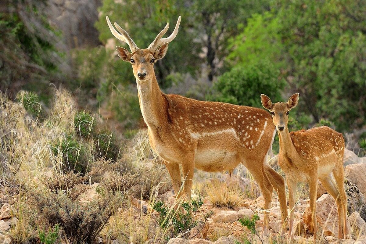 گونه جانوری