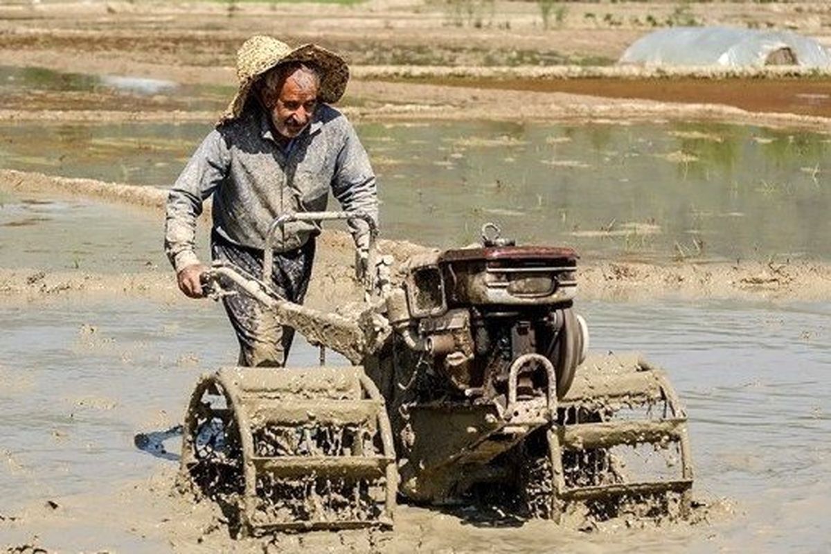 شخم زمستانه اراضی شالیزارهای گیلان