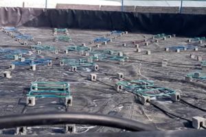 افزایش بهینه تولید با پرورش میگو متراکم