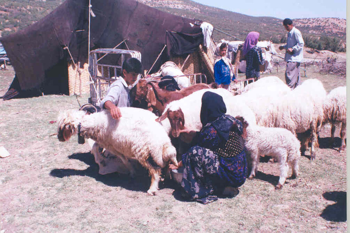 عشایری کرمانشاه