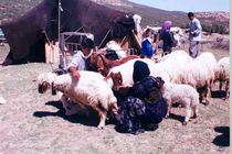 بیش از 14 هزار خانوار عشایری در کرمانشاه زندگی می کنند