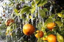 پرداخت غرامت ۲۱ میلیاردی بیمه به کشاورزان خسارت دیده