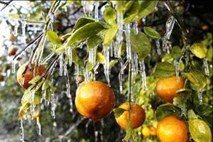 پرداخت غرامت ۲۱ میلیاردی بیمه به کشاورزان خسارت دیده