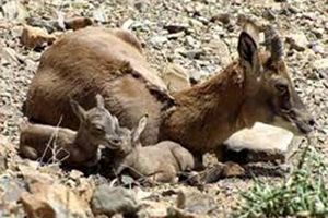 ورود به مناطق حفاظت شده تا 15 خرداد ممنوع است