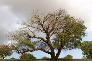 لورانتوس؛ آفتی جدی برای جنگل‌های بلوط ایلام