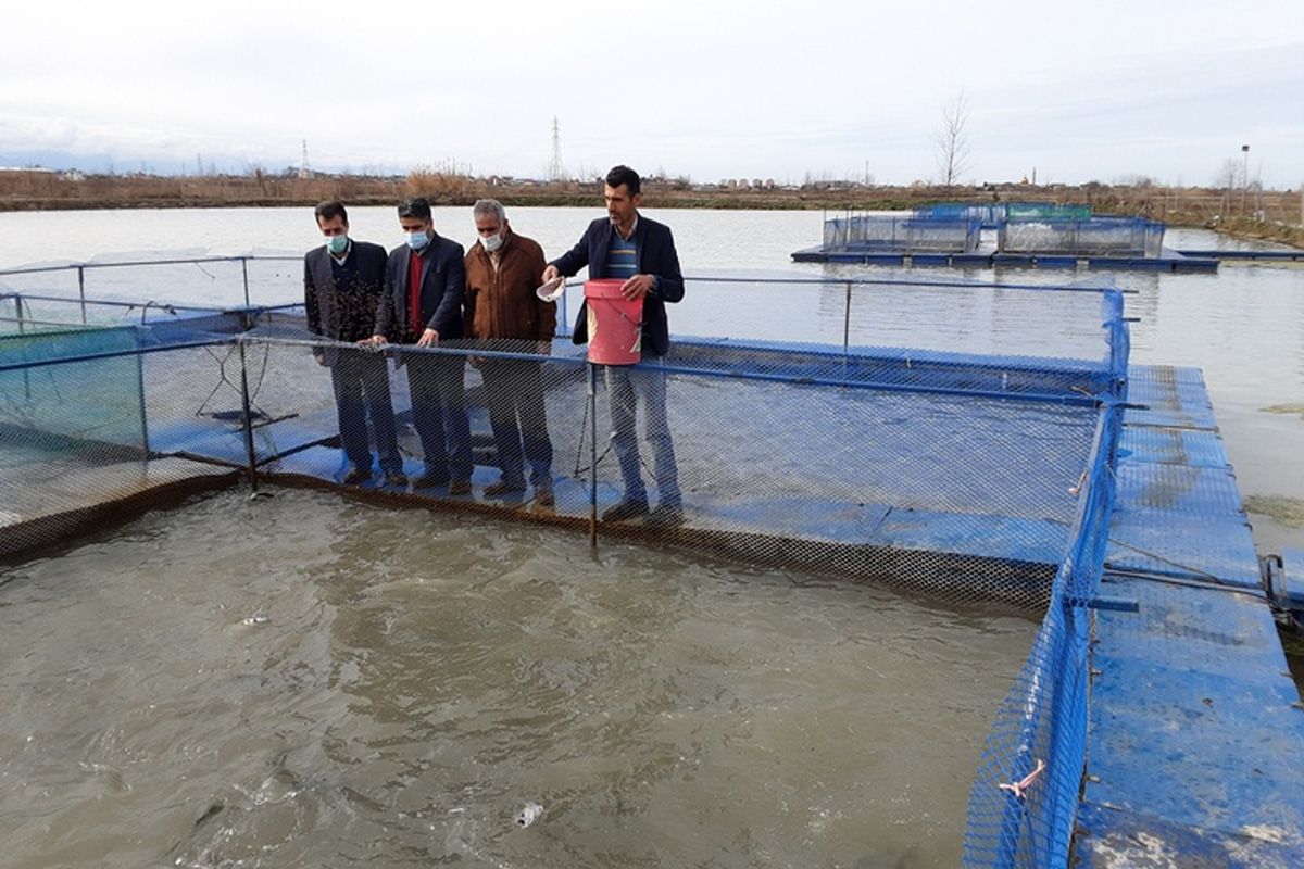 ماهی سردآبی در آمل