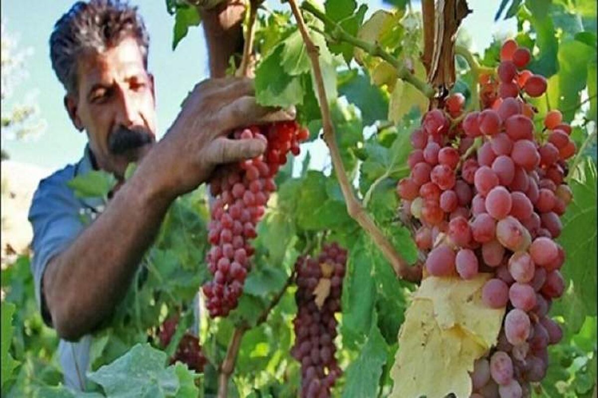 باغ انگور