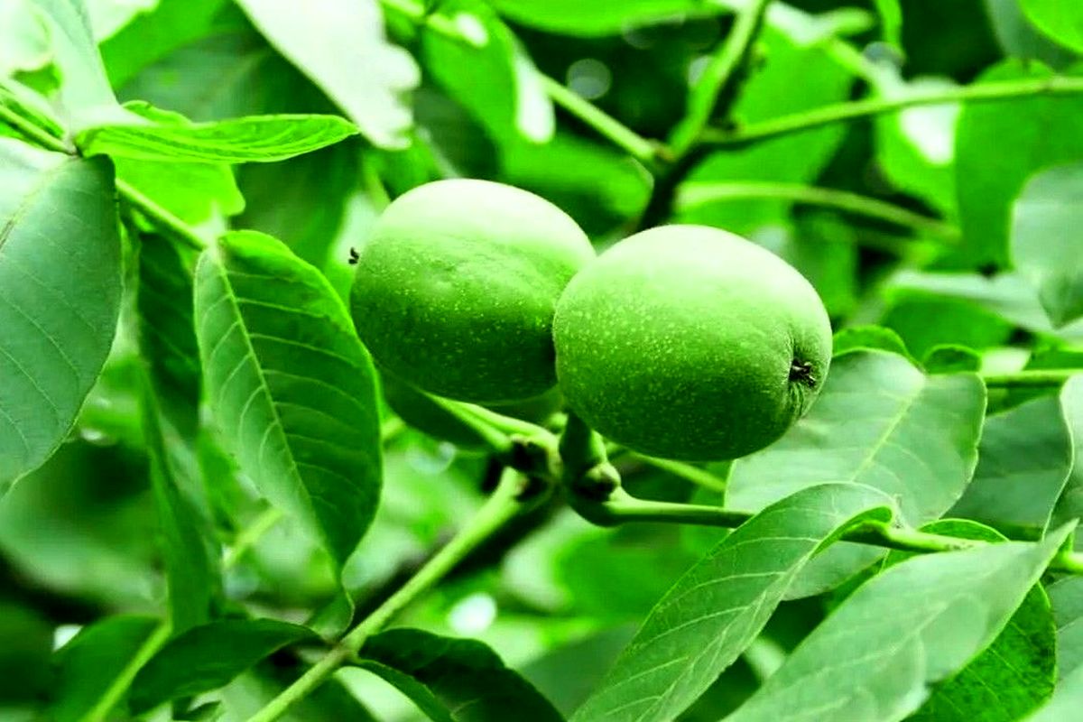 کاشت نهال درخت گردو