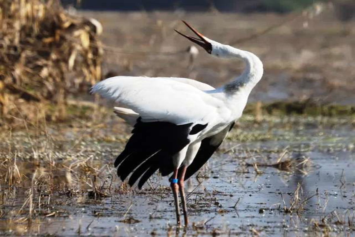 درنای رویا در مازندران