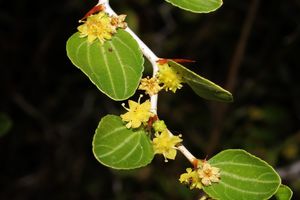 گلدهى درختان کنار در شهرستان بستک