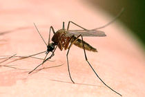 آغاز طرح مبارزه با بیماری سالک در جرقویه علیا