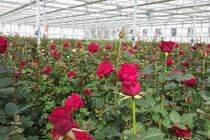 تولید سالانه 8.5 میلیون گل و گیاه در فضای باز محمودآباد