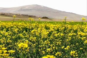 مطالبات کلزاکاران کشور به زودی پرداخت می‌شود