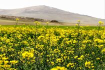 بیش از ۱۰۰ تن کلزا از مزارع تایباد برداشت شد