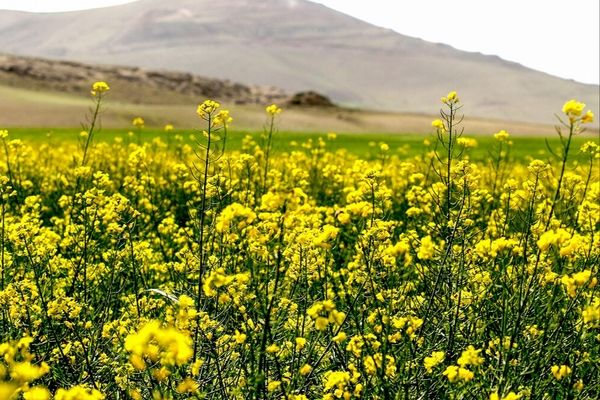مجوز تولید دانه‌های روغنی به واردکنندگان غیردولتی اعطا شد  