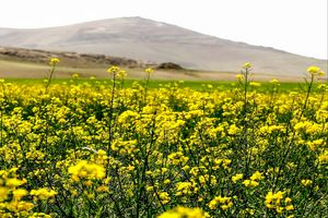 برداشت ۶۱۷ تن دانه روغنی کلزا توسط کشاورزان جوینی