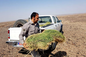 توزیع ۲۵تُن علوفه در طرح پویش نذر طبیعت ضامن آهو