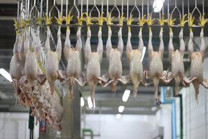 ۱۱ کشتارگاه صنعتی طیور در استان مشغول فعالیت هستند