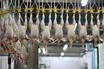 یازدهمین کشتارگاه صنعتی طیور خوزستان به بهره برداری رسید 