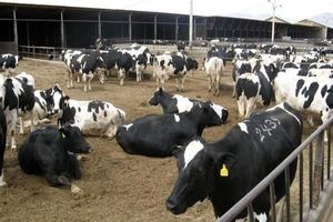 تلمبار شدن بیش از ۳۰ هزار راس گوساله پروار در اصفهان