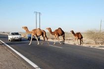شترها در جاده های جاسک جان می گیرد